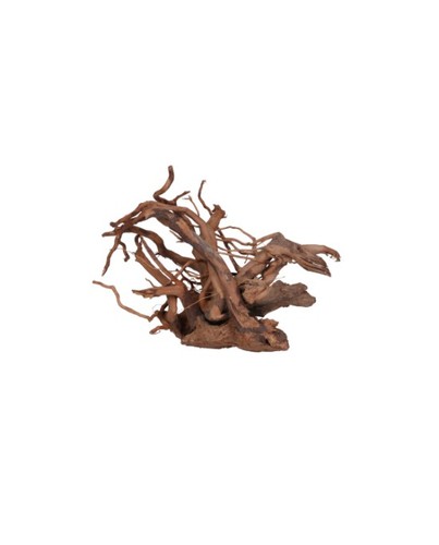 Racine vigne rare rouge - racine,