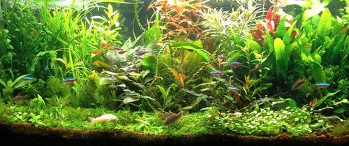 Lot plantes complet pour - plantes,