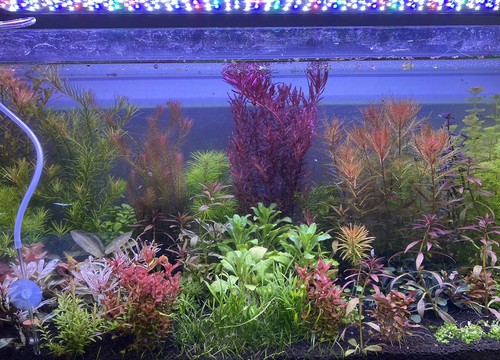 Lot plantes complet - lot, pour
